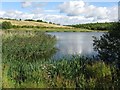 Williamthorpe Ponds (middle pond) in S44 5RH