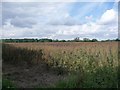 Bean field, off Sandy Lane in YO7 3AH