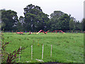 Dog agility course, Hedge End in SO30 2SS