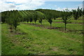 Orchards on Craycombe Hill in WR11 4SN