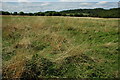 Rough meadowland, Wood Norton in WR11 4TE