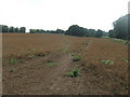 Footpath towards Lower Garrington Farm in CT3 1XE