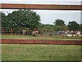 View of elephants and rhino in Howletts Animal Park in CT3 1TB