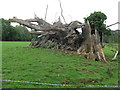 Remains of a fallen tree at Mill Farm in GU6 8LD