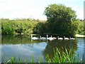 Swans + cygnets on the River Stour near Wimborne Minster in BH21 1HP