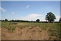 Cattle grazing near Woods Farm in Willingham