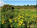 Tansy, Gorse and Indian Balsam, Tyne Riverside Park in NE42 6BH