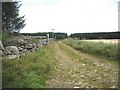 Track to Drumnahive Wood in AB54 4JX