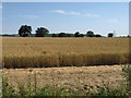Wheat field in SN15 3RW