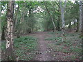 Wooded path connecting Argos Hill Road with the B2101 in TN6 3QG