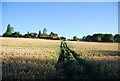 Footpath through the wheat to Shipbourne in TN11 9PR