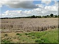 Wind damaged wheat crop in Braiseworth