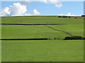 Pastures east of Willimoteswick in NE47 7DD