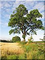 Roadside tree, Seafield in West Lothian
