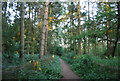 Greensand Way through South Seers Wood in TN11 9PE