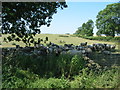 A flock of sheep take shelter from the midday sun in the July heatwave in Normanby