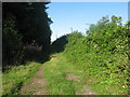 Farm track beside woodland leading to Castle Farm in SO20 8HY