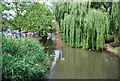 Weeping Willows on the River Wey, Guildford in GU2 4JA