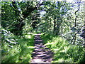 Shady Forest Walk Near Kielder Castle in NE48 1AR
