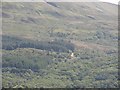 Forest above Finnart in G84 0EY