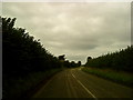 High hedges along the lane in S44 6SX