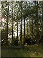 Woodland next to Machany Water in PH5 2BY