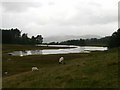 Sheep grazing near Wise Een Tarn in Claife