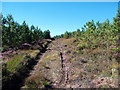 New plantation forestry track east of Breakachy in IV4 7AE