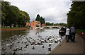 Wildfowl on the Avon in WR11 4BP