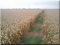 Field of wheat on Romney Marsh in TN29 0DF