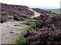 Moorland path, White Edge, Derbyshire in S32 3ZJ
