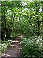 Path in Wallingwells Wood in Carlton in Lindrick