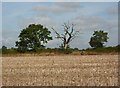 Field of stubble and hedgerow with trees in Wallingwells