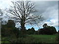 Dying tree, Roydon, Norfolk in PE32 1AT