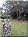 Gravestone & 1000 year old Yew in TN33 9DG