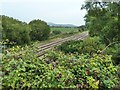 Railway line - with blackberries to pick in BS24 0HA