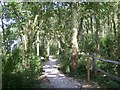 Path through Saltern's Copse. in PO20 7BB