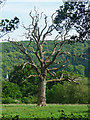 Dead tree near Graffham in GU28 0PY