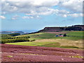 Heather Moorland, Percy Cross Rigg in TS14 8ES