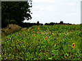 Sunflowers along a footpath in TS8 0BP