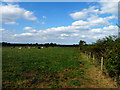 Footpath alongside a cow field in TS8 9BZ
