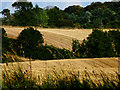 Wheat fields and hedgerows in TS8 9TD