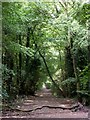 Footpath through Windmill Wood in S25 4EJ