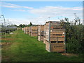 Apple boxes  in an Orchard near Bekesbourne in CT4 5EG