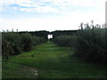 Footpath in Howlett's Farm Orchard in CT4 5EG