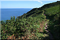 South West Coast Path above Long Point in PL26 6NU