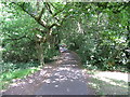Path through Southampton Common in SO17 3RE