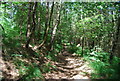 Wooded footpath, Bramshott Common in GU26 6FZ
