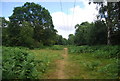 Footpath, Bramshott Common in GU26 6DD