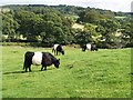 Field of Belted Galloway cattle near Nether Glenlair in DG7 3NY